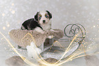 Miniature Australian Shepherd puppy
