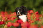 Miniature Australian Shepherd