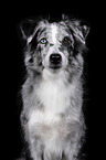 Miniature Australian Shepherd