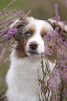 Miniature Australian Shepherd