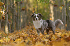 Miniature Australian Shepherd