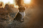 Miniature Australian Shepherd puppy