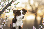Miniature Australian Shepherd