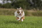 Miniature Australian Shepherd