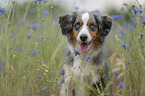 Miniature Australian Shepherd