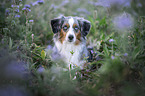 Miniature Australian Shepherd