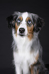 Miniature Australian Shepherd