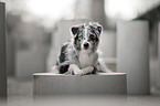 Miniature Australian Shepherd