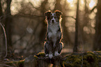 Miniature Australian Shepherd