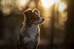 Miniature Australian Shepherd