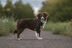 Miniature Australian Shepherd