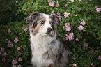 Miniature Australian Shepherd