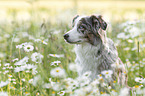 Miniature Australian Shepherd