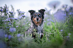 Miniature Australian Shepherd