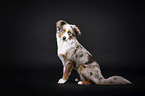 Miniature Australian Shepherd