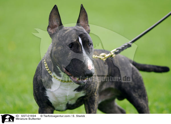 Zwergbullterrier / Miniature Bullterrier / SST-01694