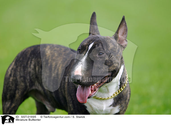 Zwergbullterrier / Miniature Bullterrier / SST-01695