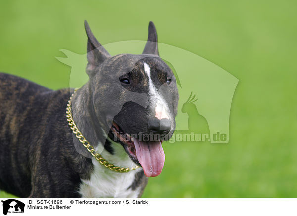 Miniature Bullterrier / SST-01696