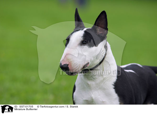 Zwergbullterrier / Miniature Bullterrier / SST-01705