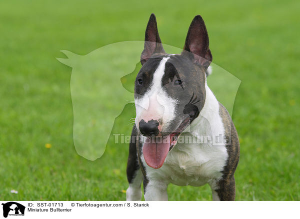 Zwergbullterrier / Miniature Bullterrier / SST-01713