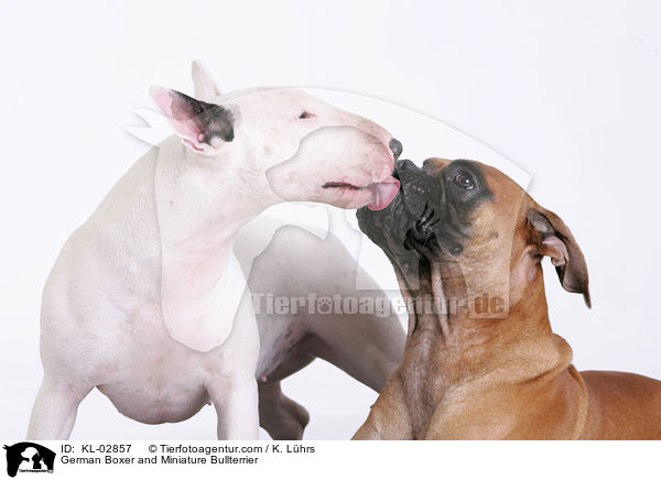 Deutscher Boxer und Miniatur Bullterrier / German Boxer and Miniature Bullterrier / KL-02857