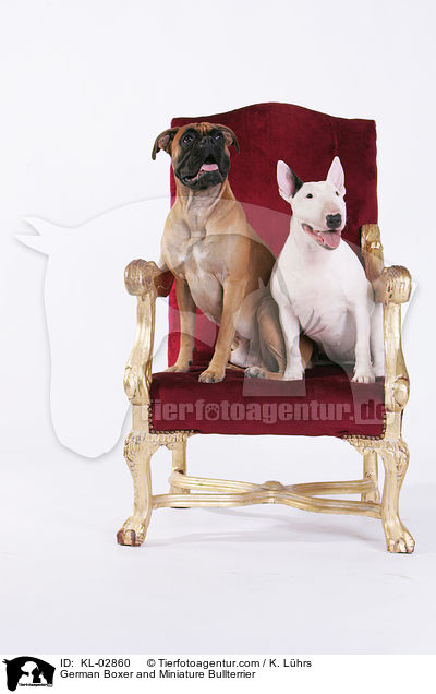 Deutscher Boxer und Miniatur Bullterrier / German Boxer and Miniature Bullterrier / KL-02860