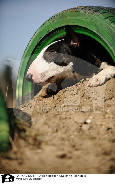 Miniatur Bullterrier / Miniature Bullterrier / YJ-01305