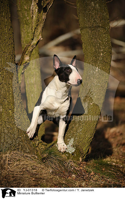 Miniature Bullterrier / YJ-01318
