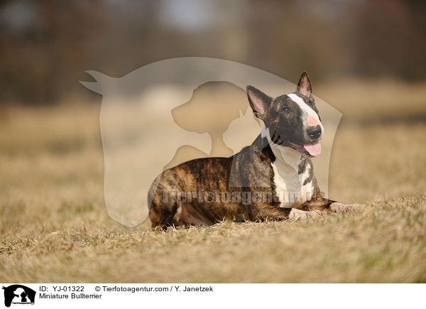 Miniature Bullterrier / YJ-01322