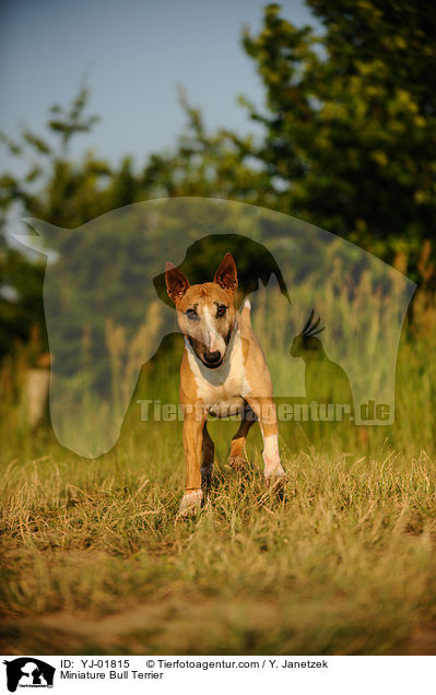 Miniatur Bullterrier / Miniature Bull Terrier / YJ-01815