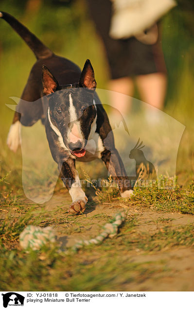 spielender Miniatur Bullterrier / playing Miniature Bull Terrier / YJ-01818