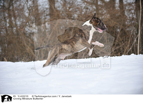 rennender Miniatur Bullterrier / running Miniature Bullterrier / YJ-02210