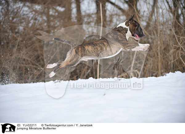 springender Miniatur Bullterrier / jumping Miniature Bullterrier / YJ-02211
