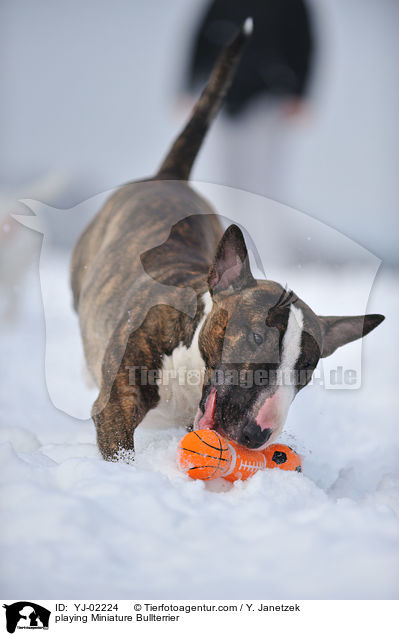 playing Miniature Bullterrier / YJ-02224