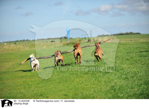 spielende Hunde / playing dogs / YJ-02329