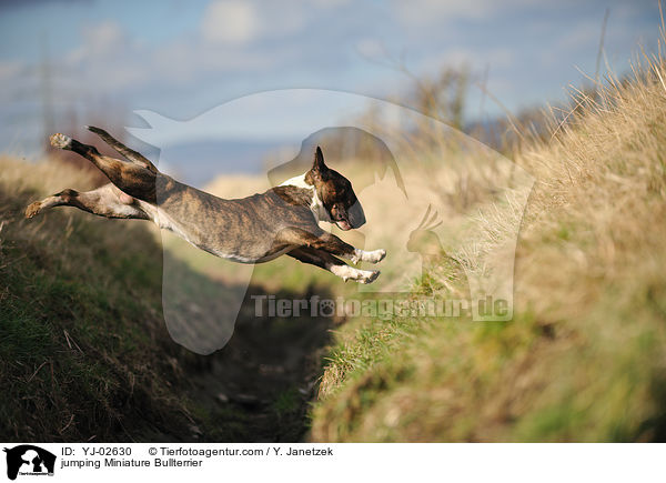 springender Miniatur Bullterrier / jumping Miniature Bullterrier / YJ-02630