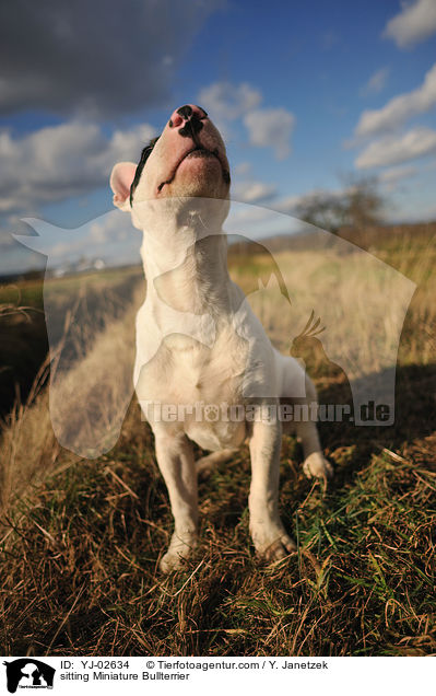 sitzender Miniatur Bullterrier / sitting Miniature Bullterrier / YJ-02634