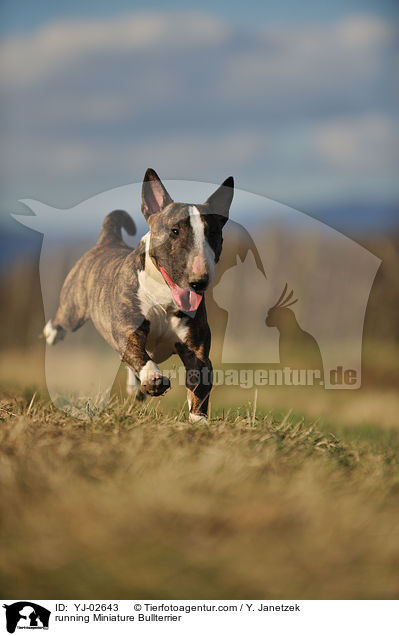 rennender Miniatur Bullterrier / running Miniature Bullterrier / YJ-02643