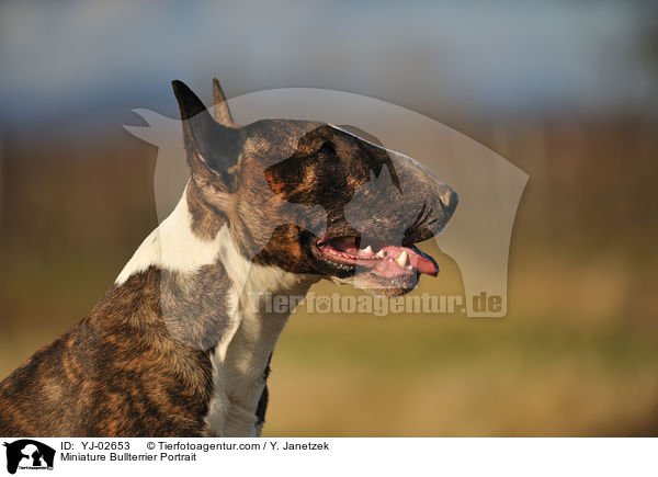 Miniatur Bullterrier Portrait / Miniature Bullterrier Portrait / YJ-02653