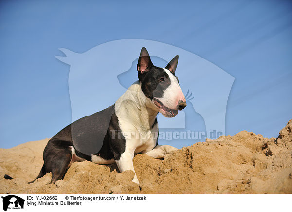 liegender Miniatur Bullterrier / lying Miniature Bullterrier / YJ-02662