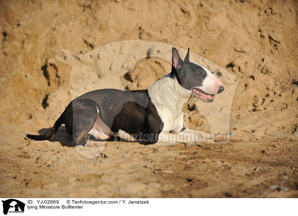 liegender Miniatur Bullterrier / lying Miniature Bullterrier / YJ-02669