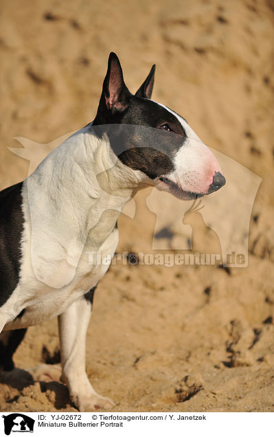 Miniatur Bullterrier Portrait / Miniature Bullterrier Portrait / YJ-02672