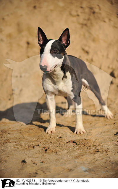 stehender Miniatur Bullterrier / standing Miniature Bullterrier / YJ-02673