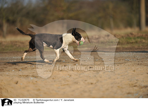 playing Miniature Bullterrier / YJ-02675
