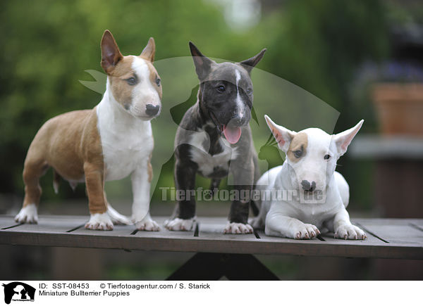 Miniature Bullterrier Puppies / SST-08453