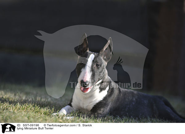lying Miniature Bull Terrier / SST-09196