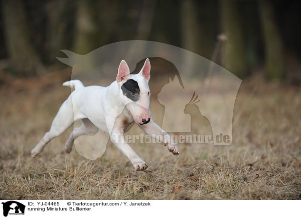 running Miniature Bullterrier / YJ-04465