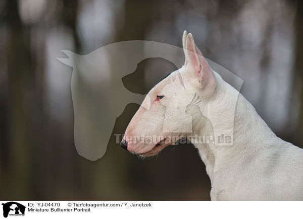 Miniature Bullterrier Portrait / YJ-04470