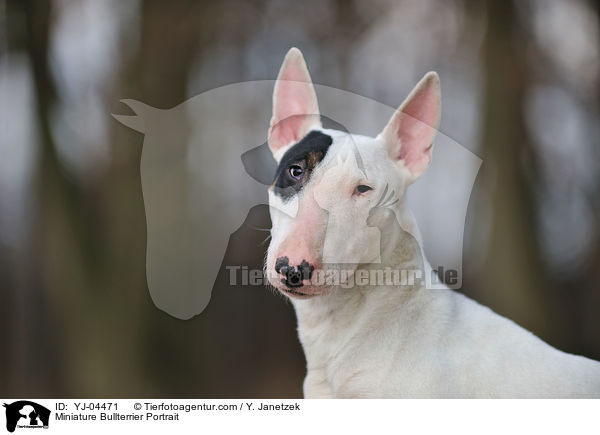 Miniature Bullterrier Portrait / YJ-04471