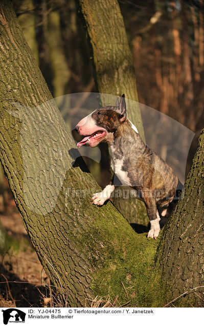 Miniature Bullterrier / YJ-04475